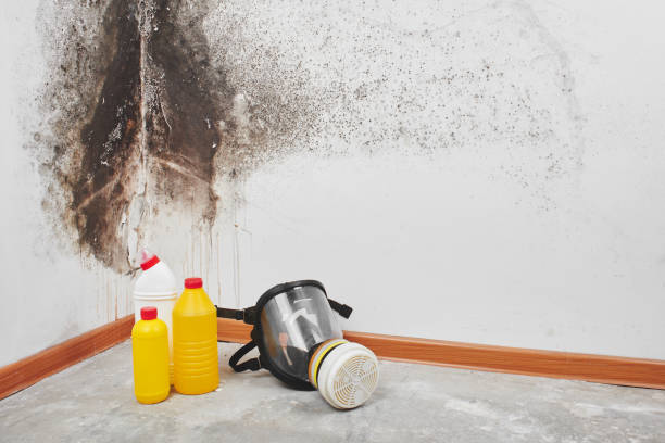 Attic Mold Removal in Mineola, TX