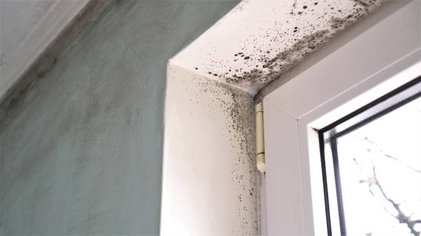 Best Mold Damage Repair  in Mineola, TX