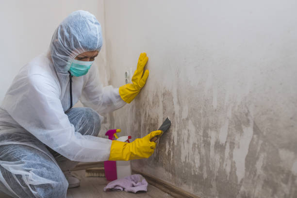Best Crawl Space Mold Removal  in Mineola, TX