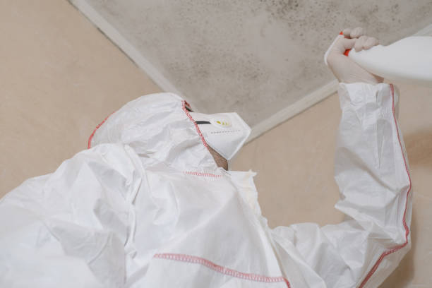 Best Professional Mold Removal  in Mineola, TX