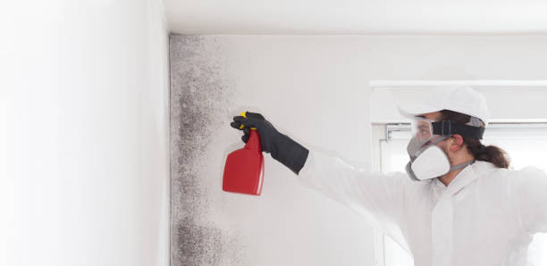 Reliable Mineola, TX Mold Removal Solutions
