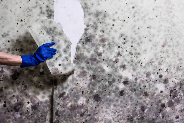Best Residential Mold Removal  in Mineola, TX